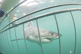 Shark Cage Diving Gansbaai
